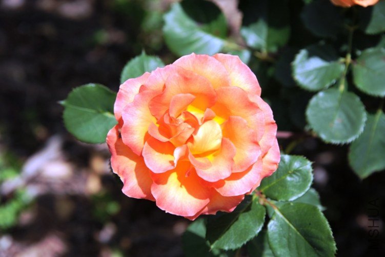DSC_2555-SS.jpg