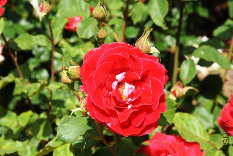 DSC_2551-SS.jpg