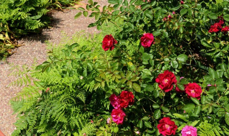 DSC_2583-SS.jpg