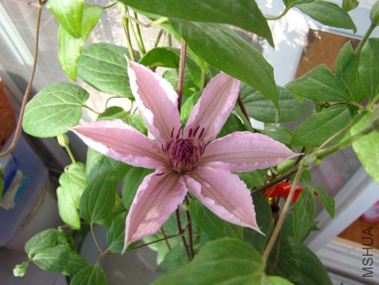 tie2.jpg