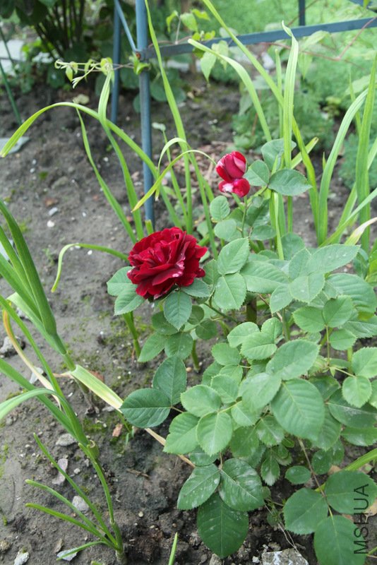 IMG_2666.JPG