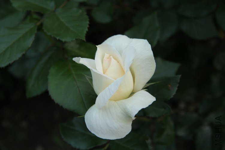 IMG_2667.JPG