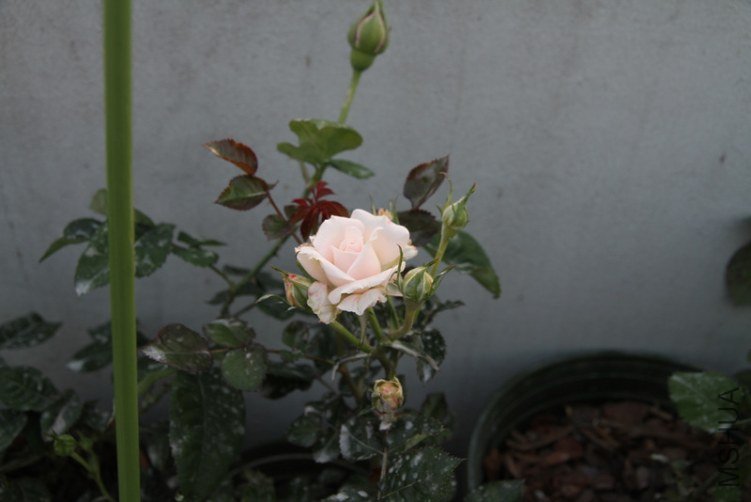 IMG_2684.JPG