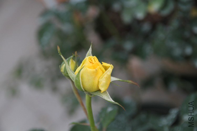 IMG_2687.JPG