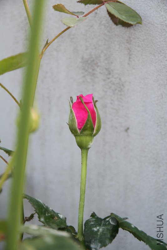 IMG_2688.JPG