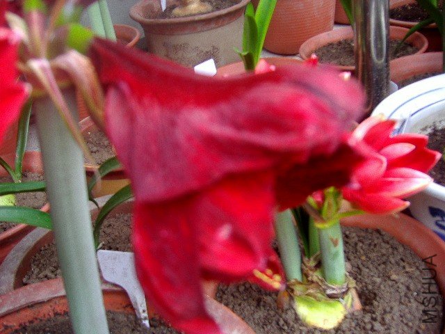 P3301428_conew1.jpg
