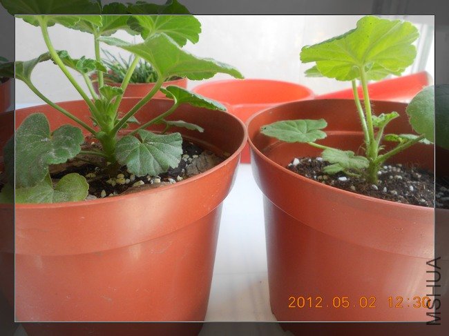 DSCN2907.jpg