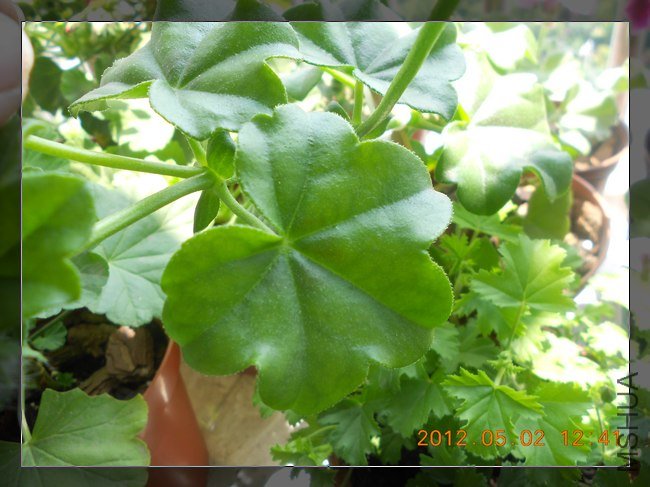 DSCN2925.jpg