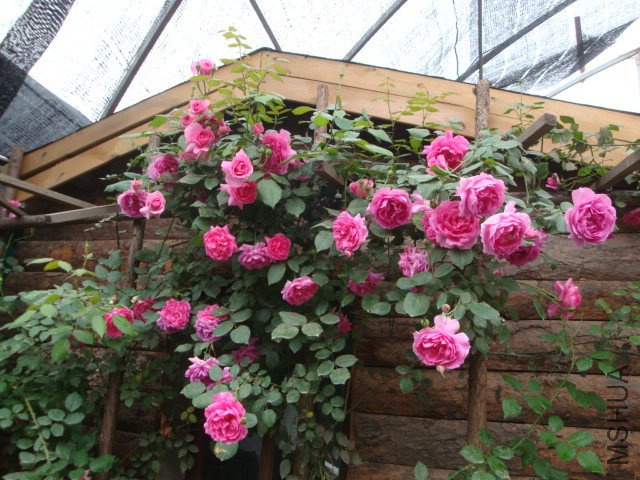 DSC00367.JPG