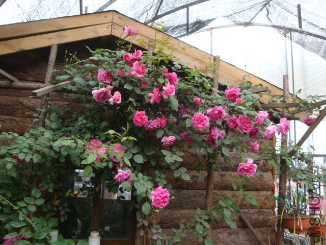 DSC00368.JPG