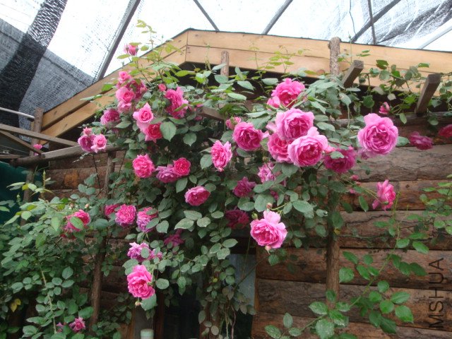 DSC00371.JPG