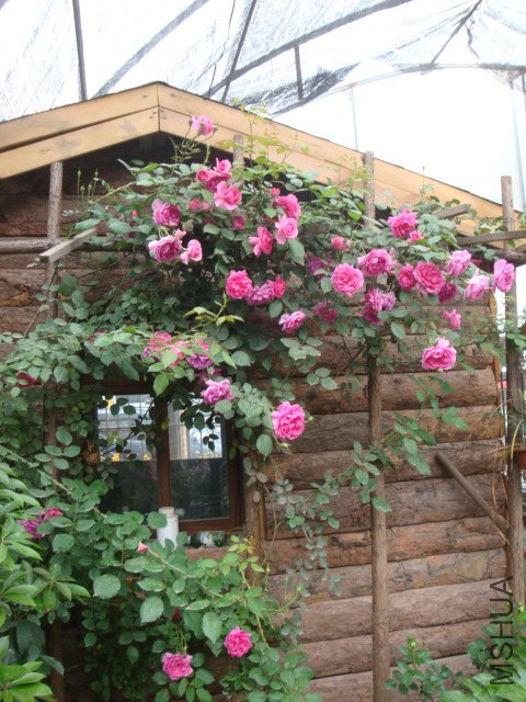 DSC00369.JPG