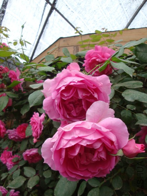 DSC00374.JPG