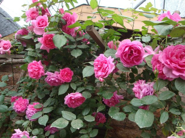 DSC00373.JPG