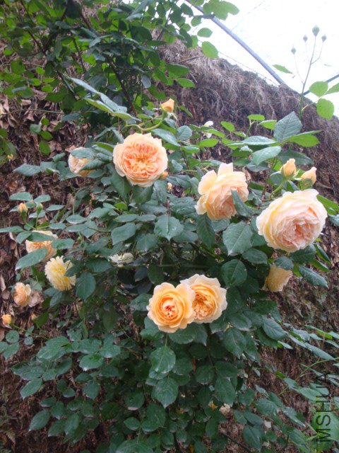 DSC00357.JPG
