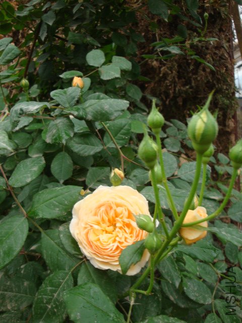 DSC00360.JPG