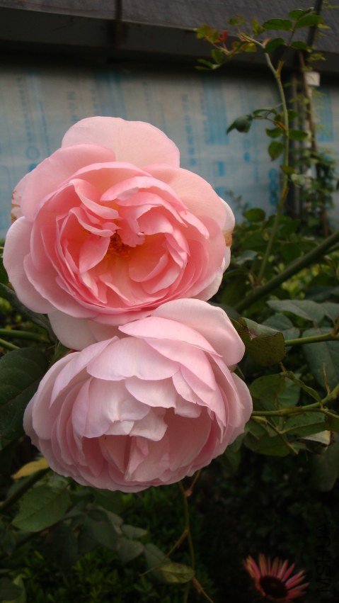 DSC09692.JPG