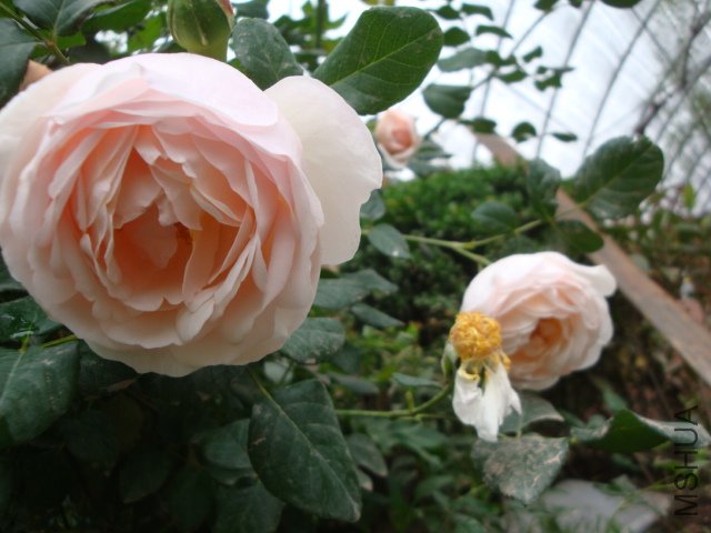 DSC00378.JPG