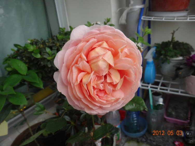 2-DSC02010.JPG