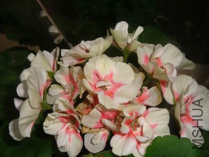 DSC09595.JPG