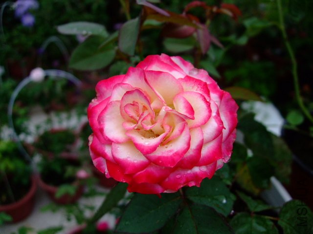 DSCF0290.JPG
