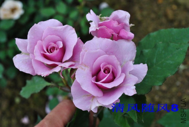 ���� (1).jpg