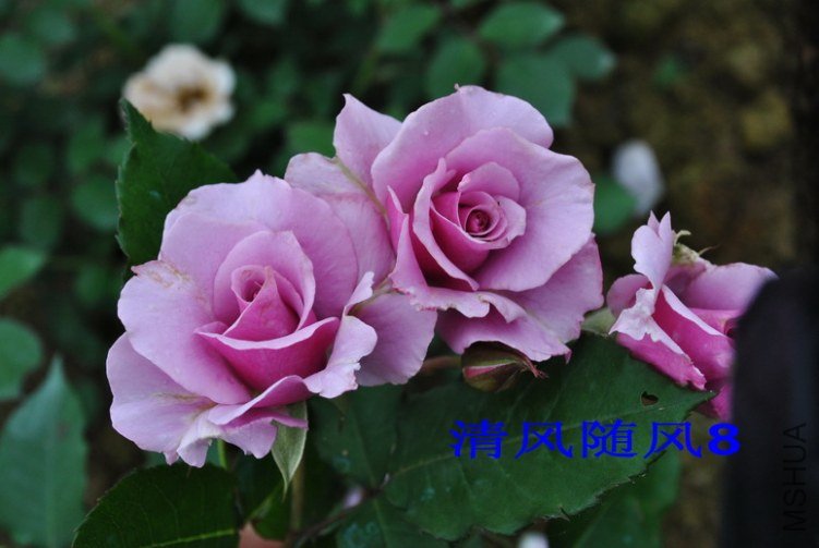 ���� (2).jpg