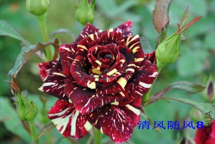 ������ (1).jpg