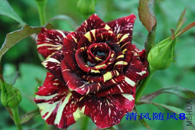 ������ (2).jpg