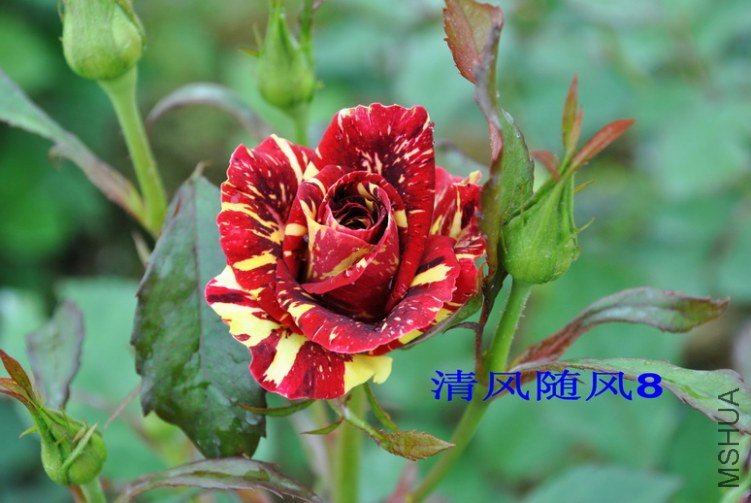 ������ (3).jpg