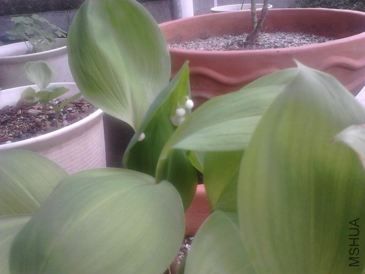 IMG00063.jpg