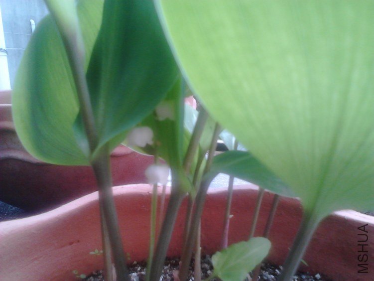 IMG00065.jpg
