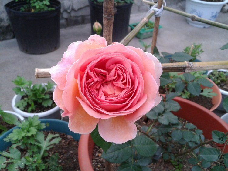 2012-04-24 06.43.58.jpg