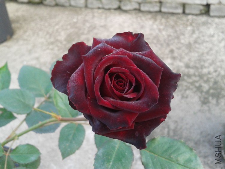 2012-04-30 07.08.48.jpg