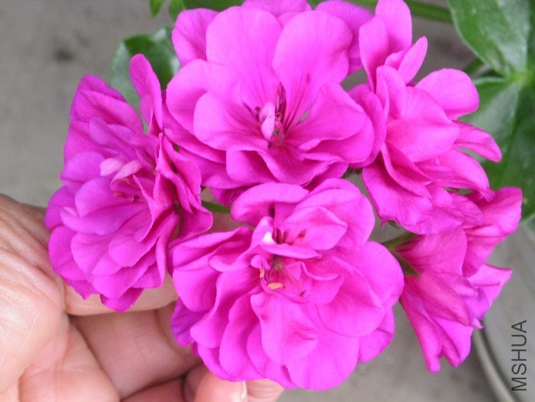 PICT0077.JPG