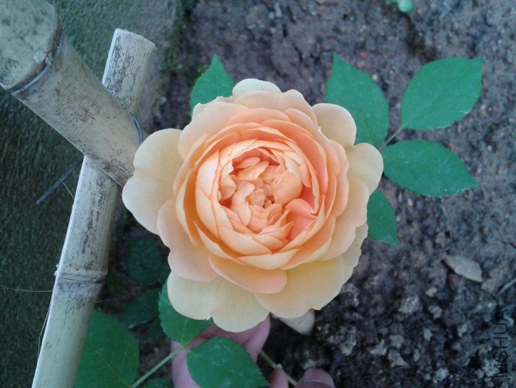 2012-04-28 07.02.12.jpg