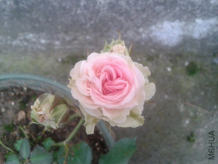 2012-05-01 08.04.20.jpg
