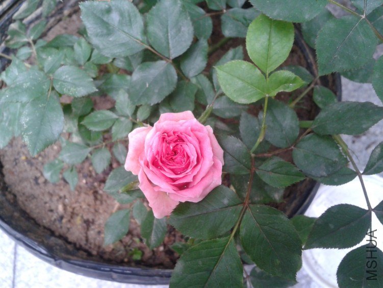2012-04-21 07.37.20.jpg