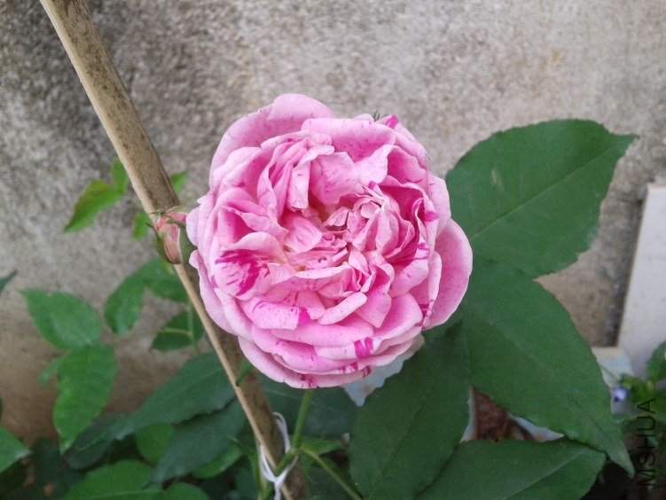 2012-04-26 08.26.03.jpg