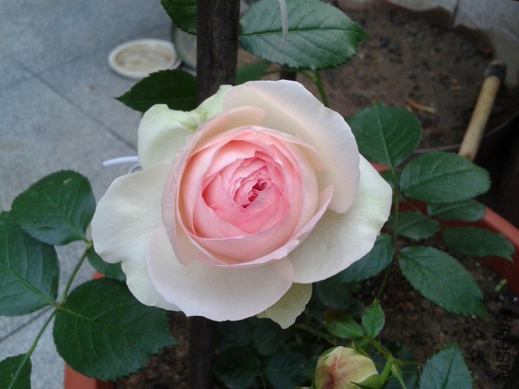 2012-04-30 06.20.35.jpg