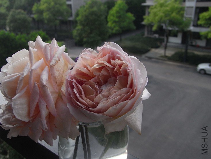 ��������Ҷ (6).jpg