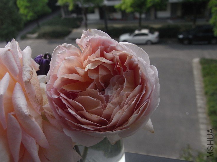 ��������Ҷ (4).jpg