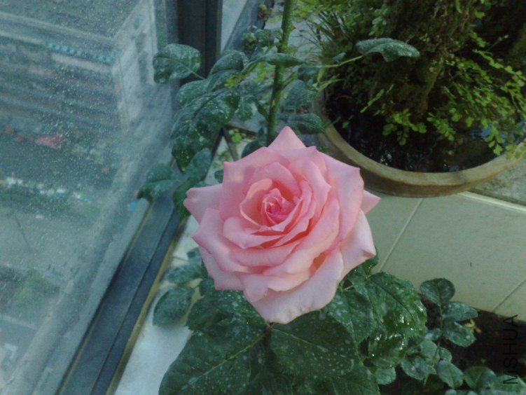 20120503547.jpg