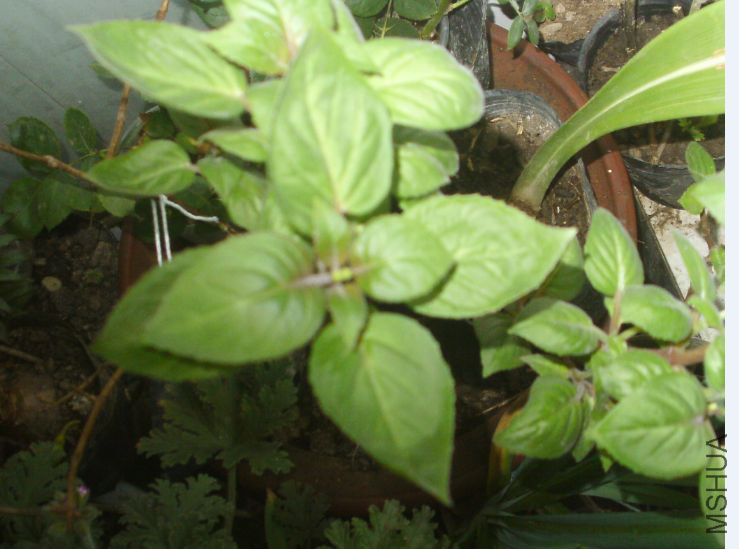 QQ��ͼ20120503203346.png