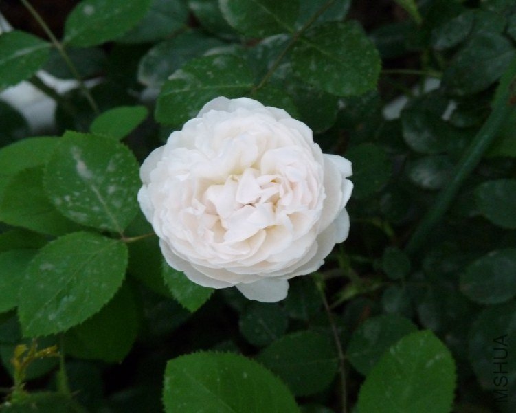P1080004.jpg