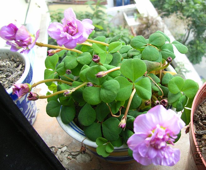 RIMG0609_����.jpg