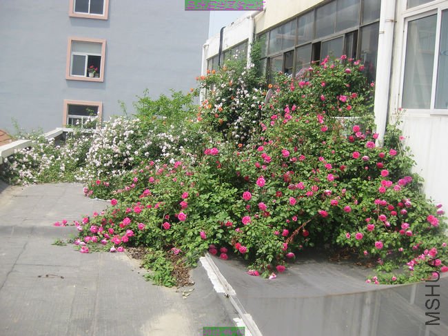 nEO_IMG_��Ƭ 232.jpg