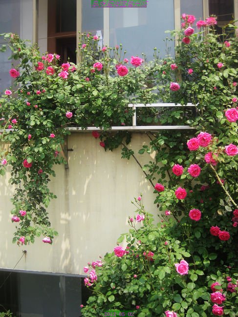 nEO_IMG_��Ƭ 226.jpg