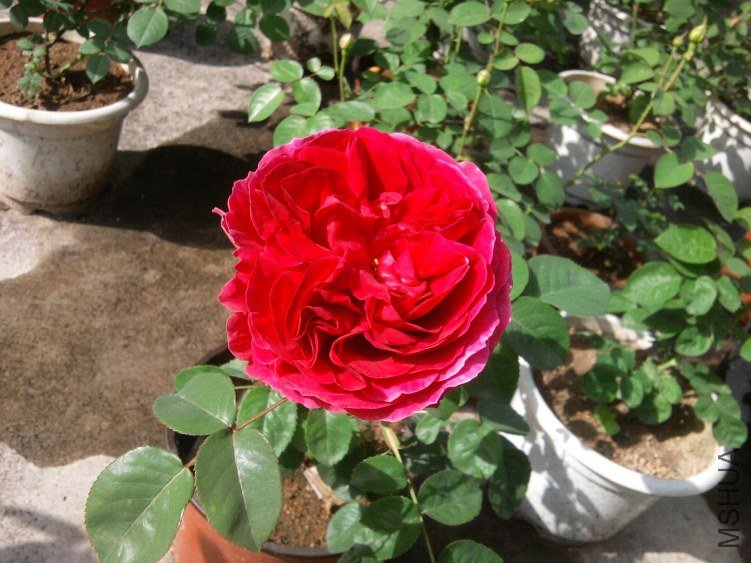 2012-04-27 08.56.17.jpg