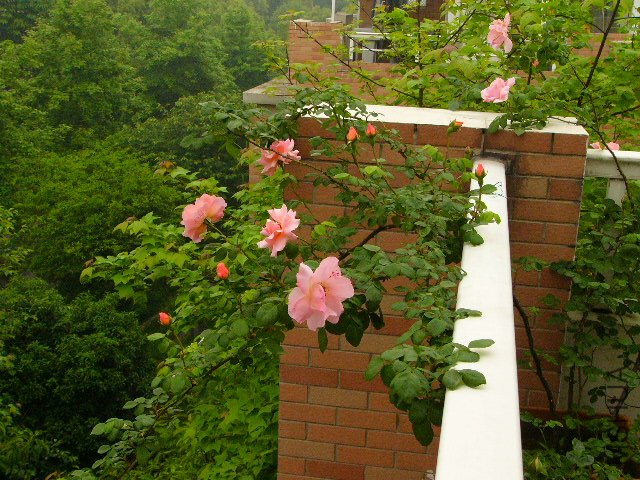 P1060765.JPG